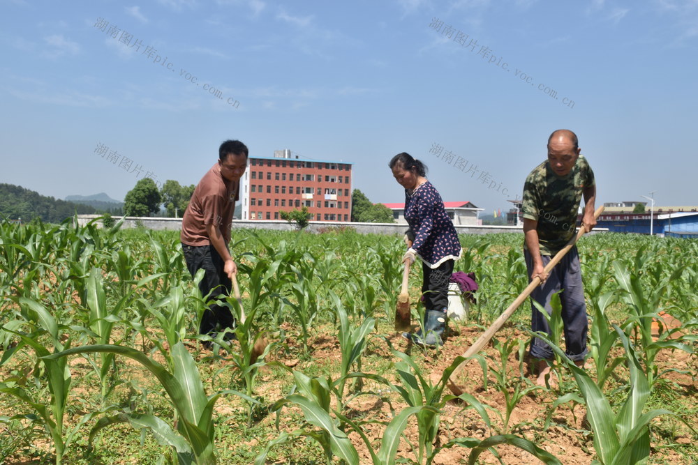 玉米地施肥除草忙