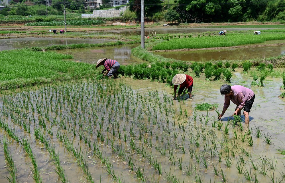 农时 耕地 水稻 田地 插秧 犁田 秧苗 劳作 耕地资源 农业 生产
