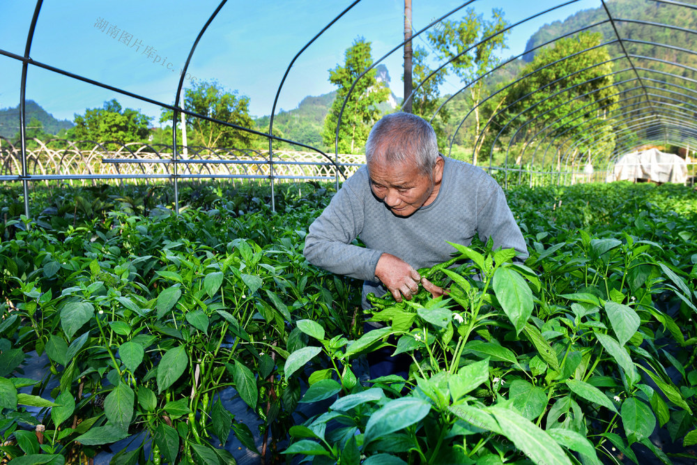 辣椒 蔬菜 产业 农民 增收