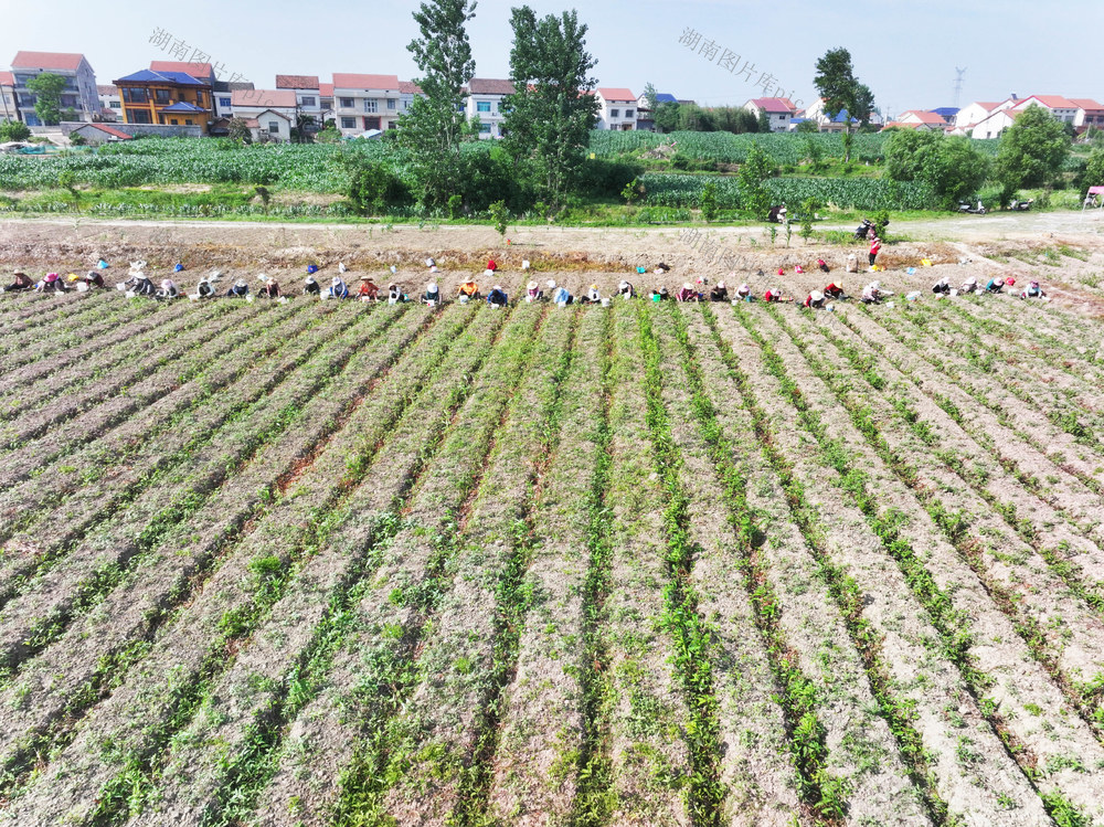 农业  稻药轮作  元胡