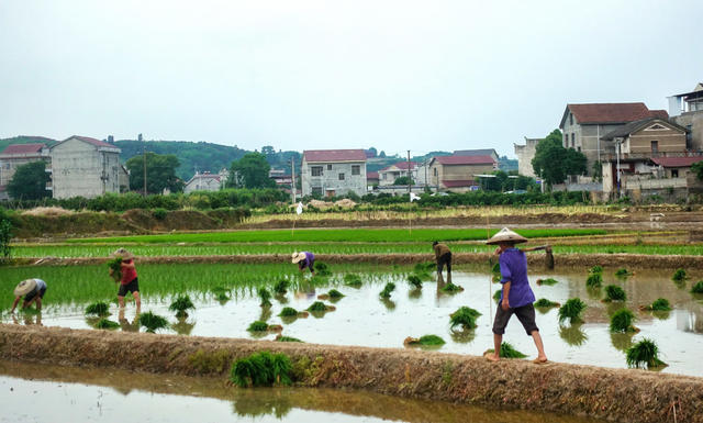 苗乡 初夏 农事忙
