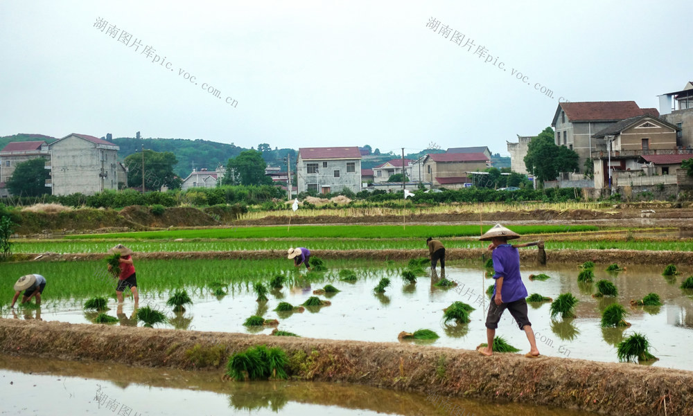 苗乡 初夏 农事忙
