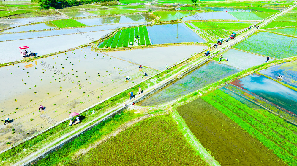 农村  农民  农忙  插秧  怀化沅陵
