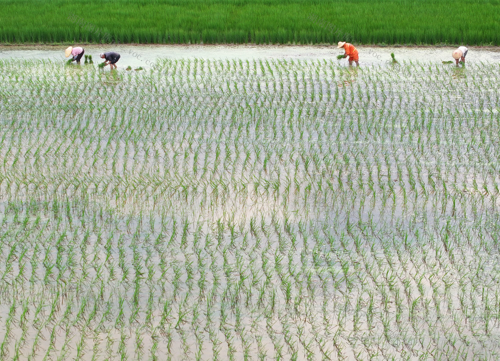 油稻 轮作 增收 插秧 