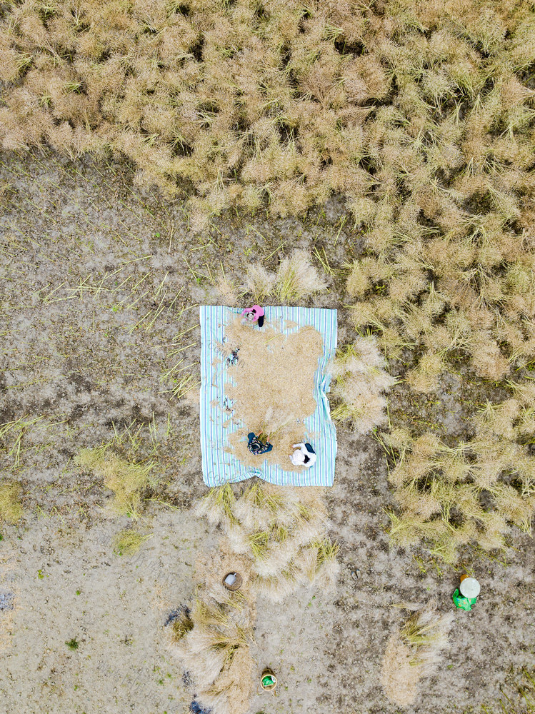 油菜籽 颗粒归仓 吉龙村