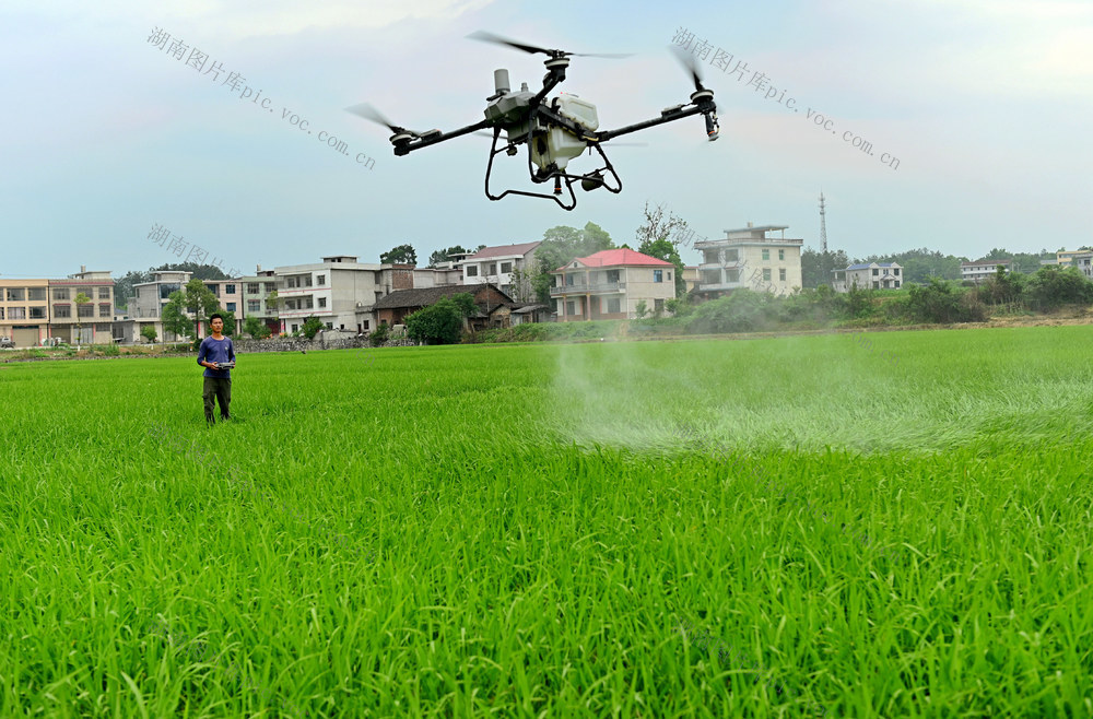 水稻，田间管理，施肥，无人机，农技员，早稻，丰产，增收，农民，农业，粮食生产，田间地头
