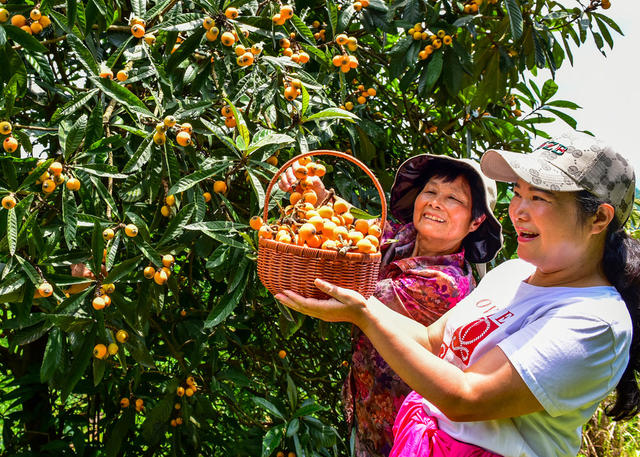 五强溪  库区  移民  摘枇杷
