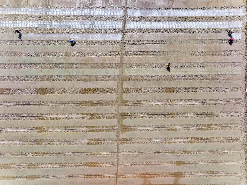 初夏  农事  水稻播种  机插一季稻