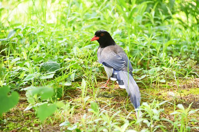 生态环境  城市森林  保护动物  红嘴蓝鹊