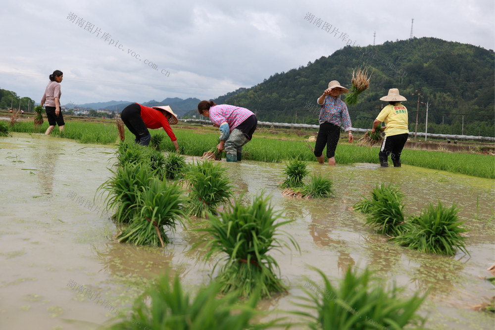 插秧 田 粮食 农业 水稻