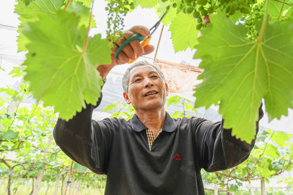 疏剪葡萄果串密度   精心管护葡萄   打造“张排葡萄”名片   一村一品特色产业   乡村振兴