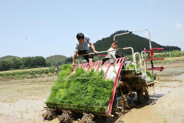 抢农时    忙插秧