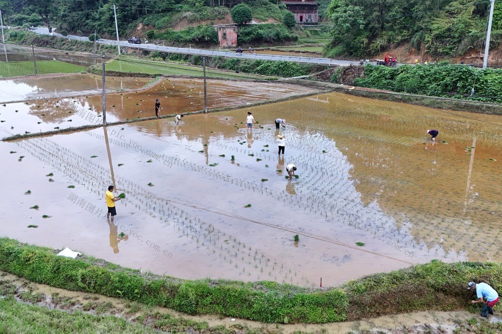 农业、水稻、插秧、农忙、粮食生产