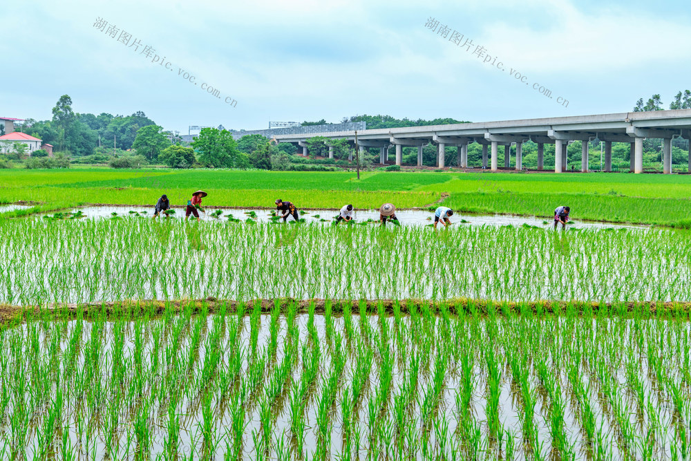 粮食生产  再生稻  一种双收  增产增收