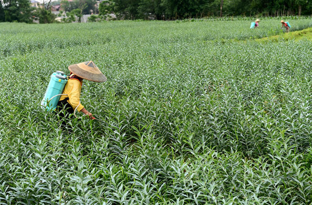田间管理，百合，种植业，施肥，农村，产业，农时，基地，农民，苗，生产，劳作  农作物