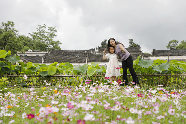 湖南新田：古村格桑花开引客来