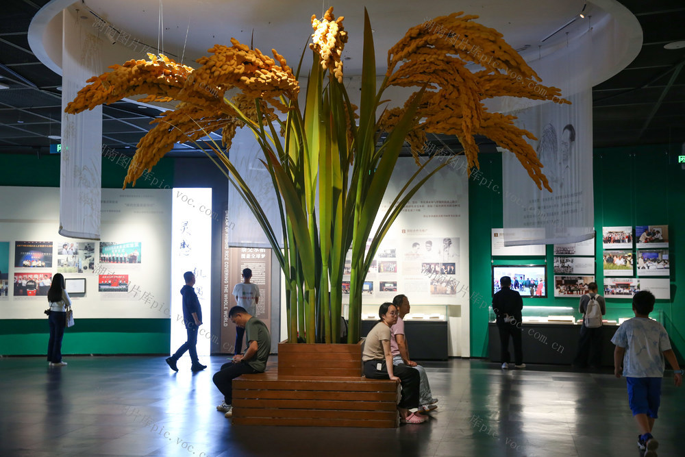 博物馆 隆平水稻博物馆 经济 文化 水稻