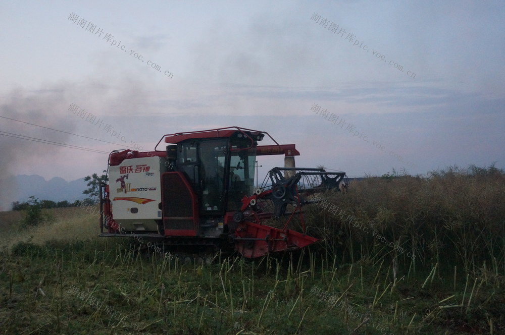 湘西农机收油菜