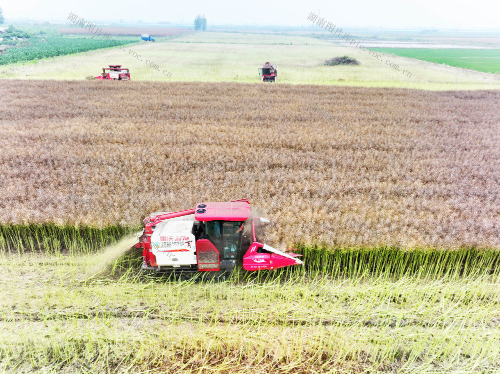 初夏  农事  作物收获  田园翻耕  机械化
