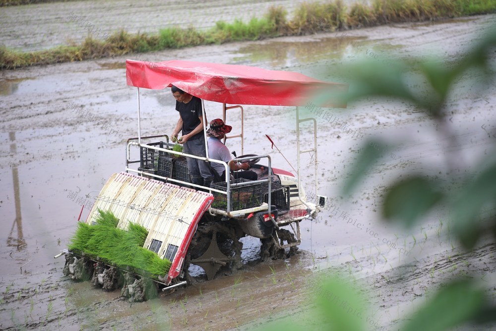 农业、水稻、农机、农忙、粮食生产