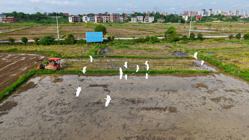 白鹭  伴耕  农机  飞翔  觅食  生态