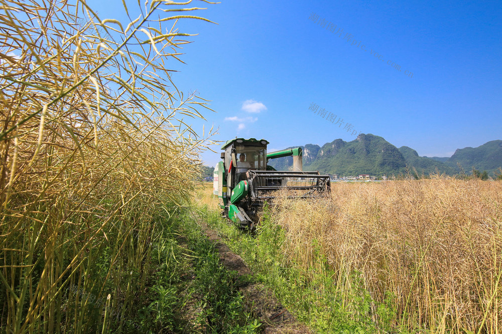 湖南，龙山，初夏，油菜，收割，农时，水稻，插秧
