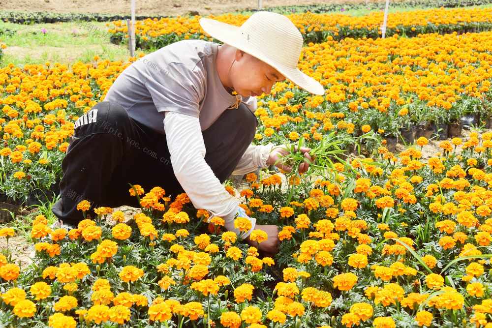 乡村振兴  农业  产业结构  花卉  土地租赁  务工增收