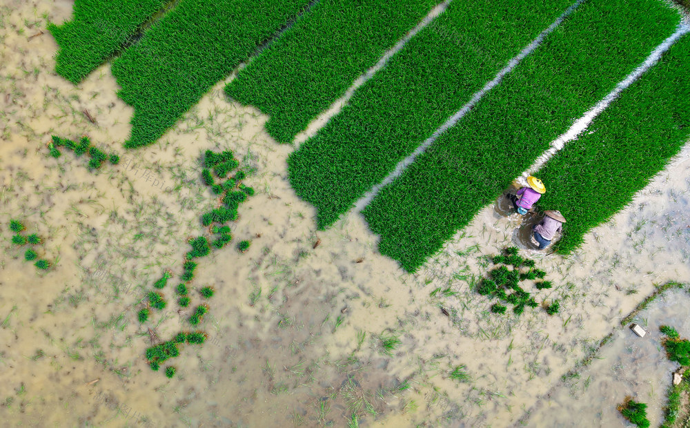 初夏  起秧 插秧 施肥  农事