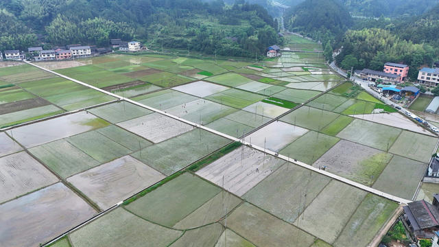 农业、稻田、插秧、农忙、粮食生产