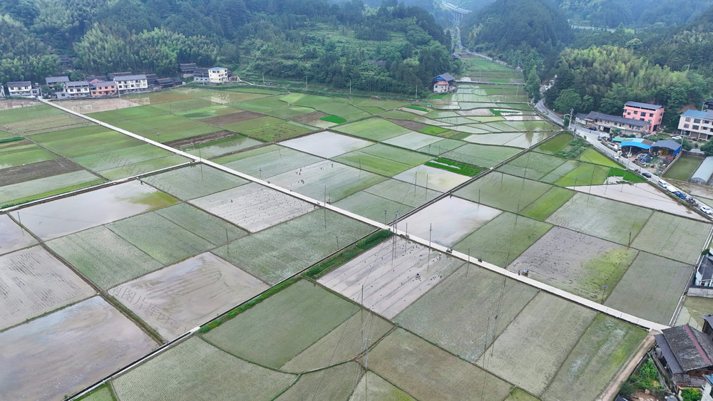 农业、稻田、插秧、农忙、粮食生产