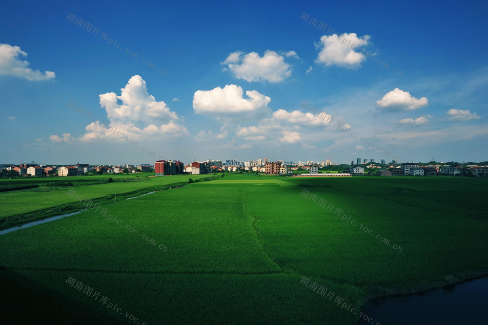 蒸湘区  水稻 