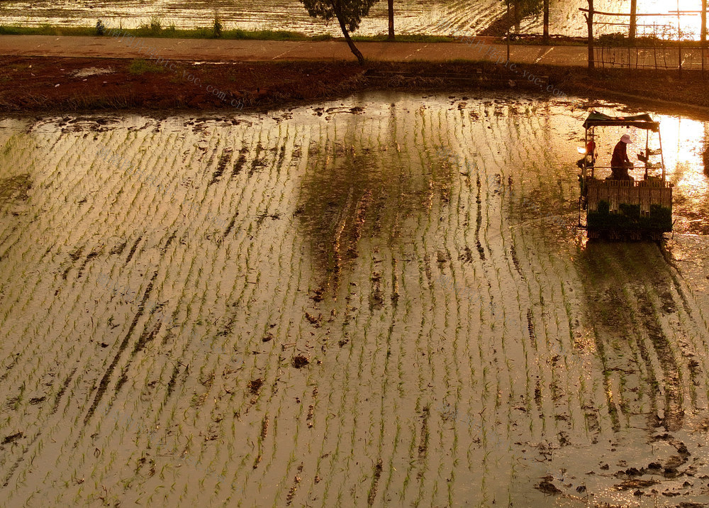 插秧 农事 农忙