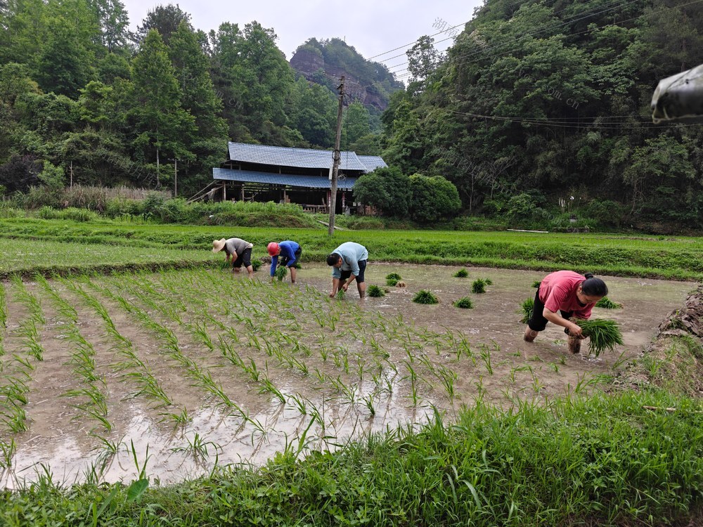 通道县 万佛山镇 中稻插秧
