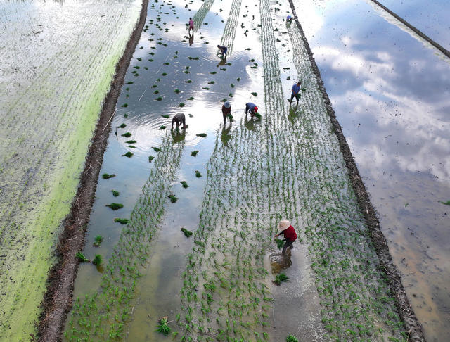 小满 农事 插秧 农忙