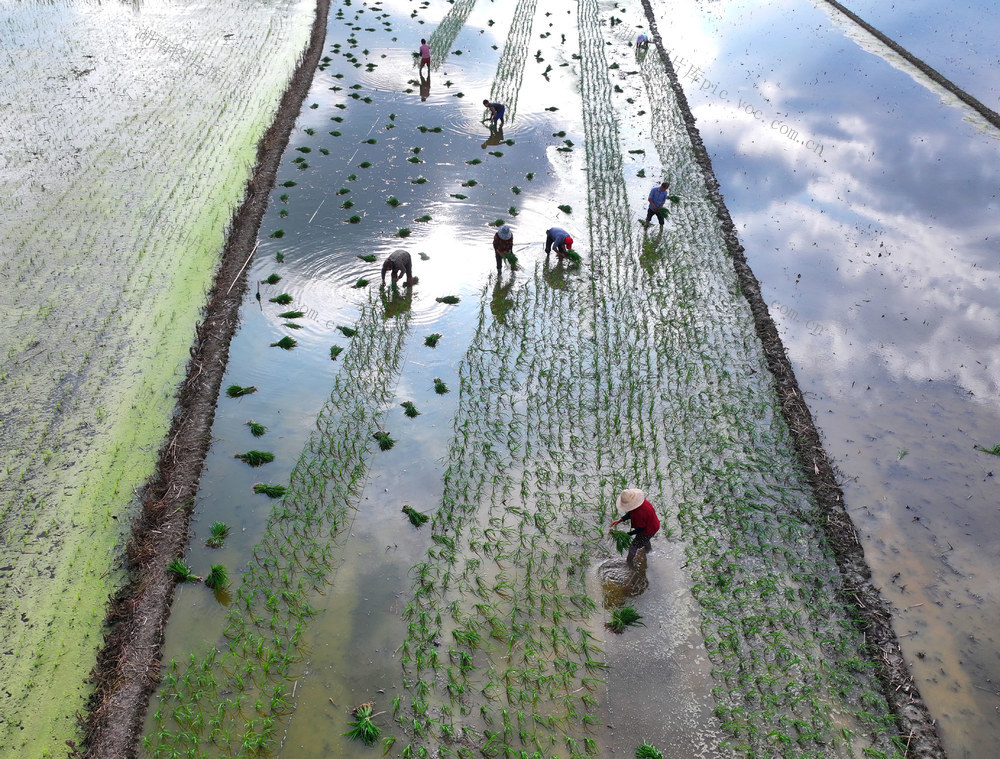 小满 农事 插秧 农忙