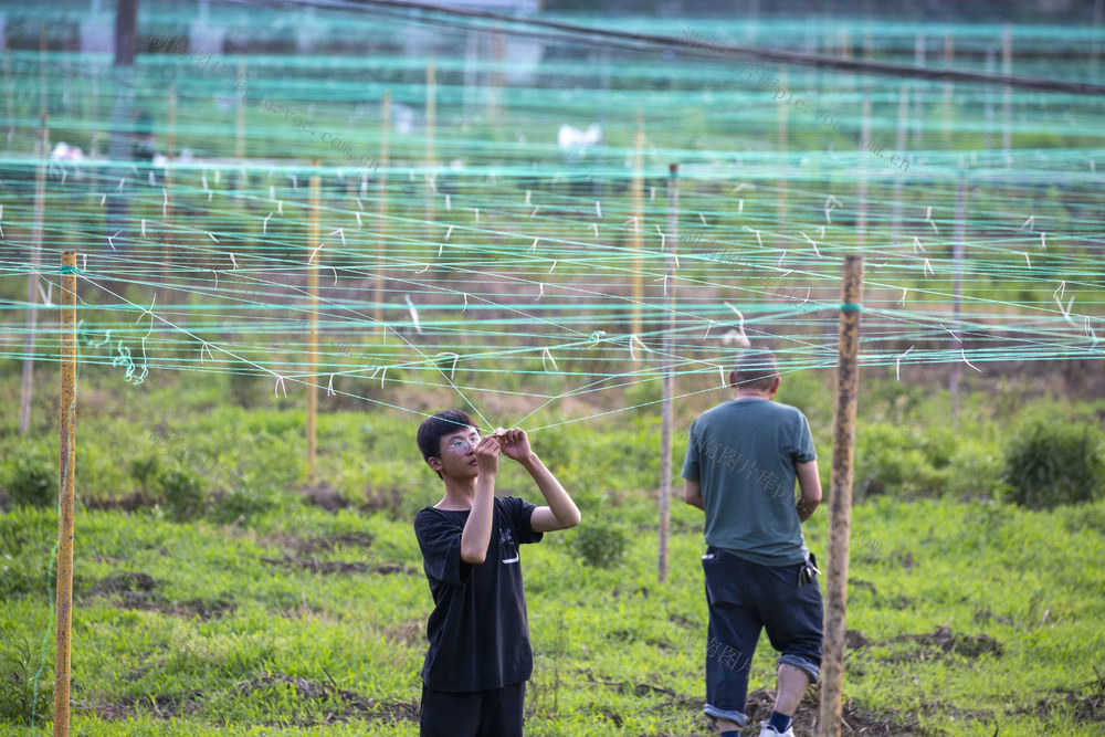 丝瓜搭架 乡村振兴