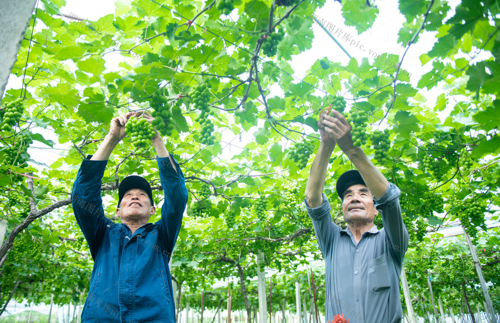 娄底 葡萄 管护 小满
