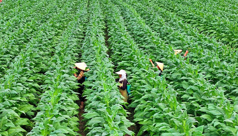湖南  常宁  农作物  施药
