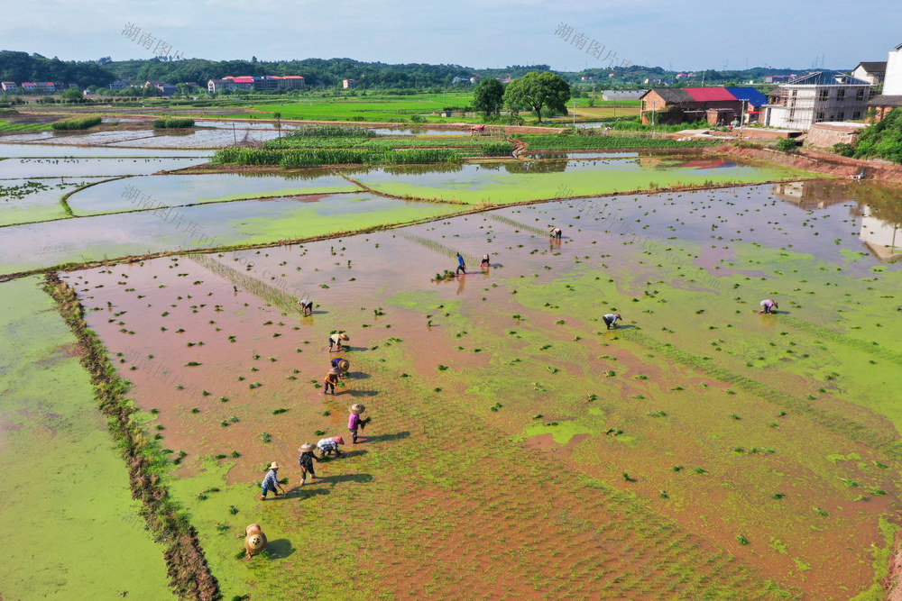 小满 农事 插秧 耕田