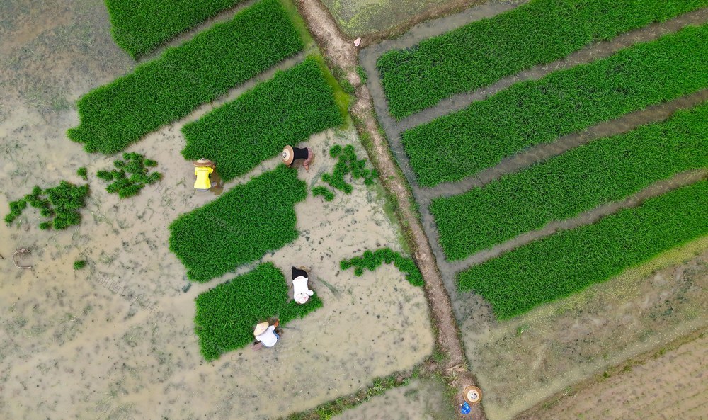 小满  农事  农民  田间  繁忙  农田