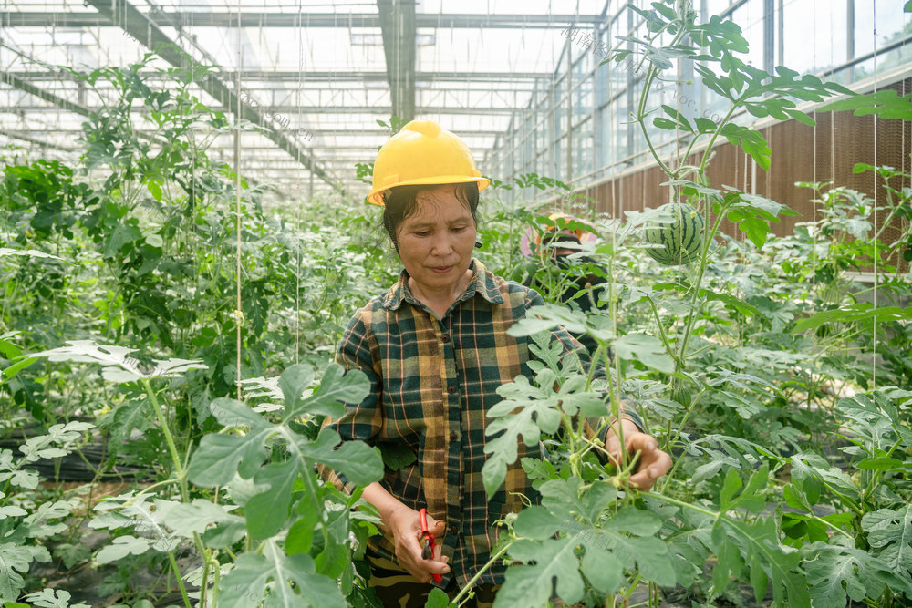 西瓜 小满 西门口村
