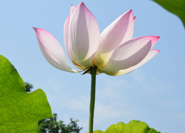 二十四节气  小满  夏日  景物  荷花