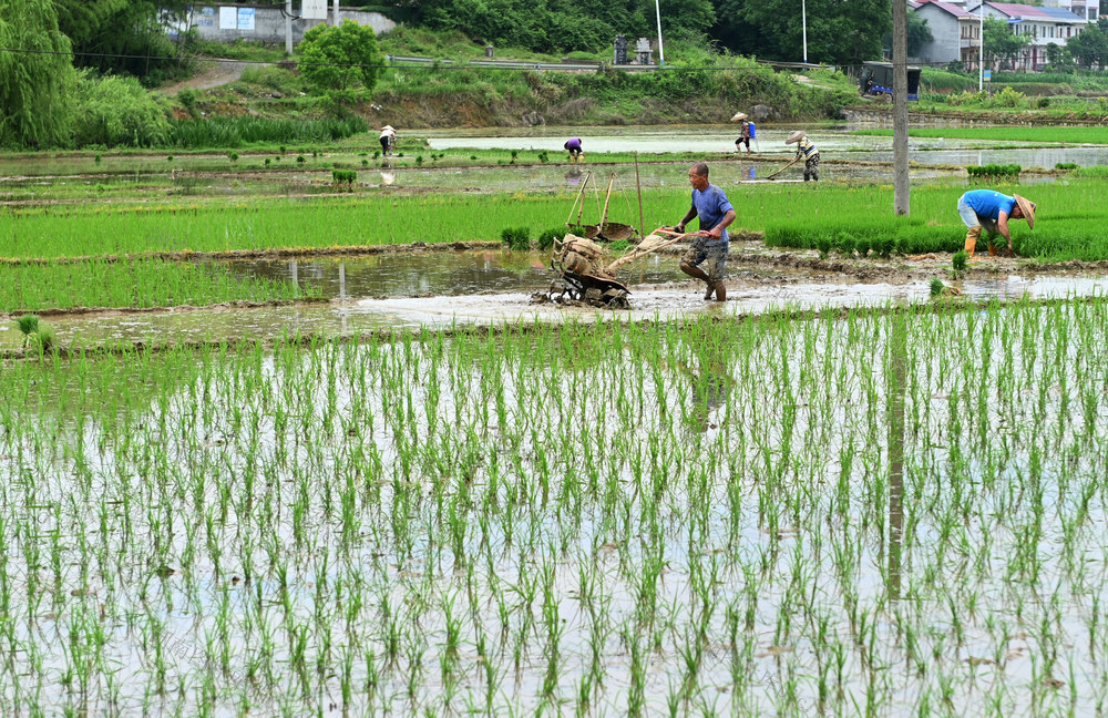 小满，节气，农事，田间，插秧，耕田，忙碌，农民，水稻，秧苗，劳作，田，农机