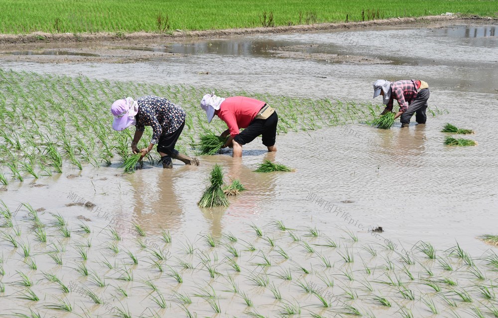 小满时节农事忙