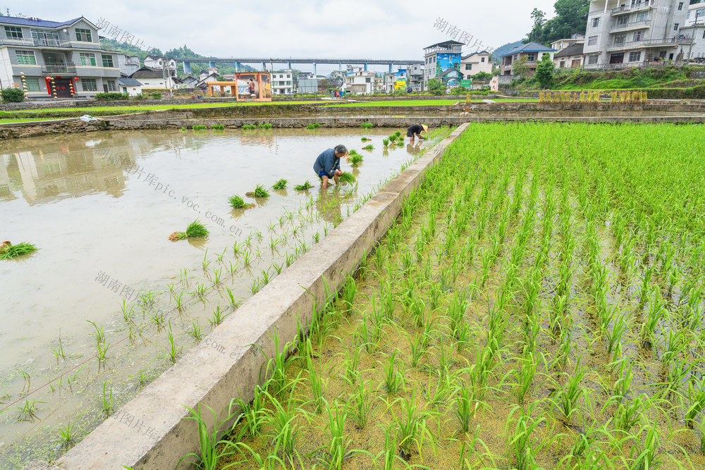 小满时节农事忙    抢农时栽插水稻