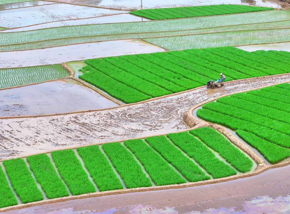 小满 农事 农时