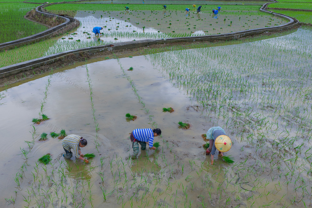 三农  乡村振兴  水稻制种  小满时节