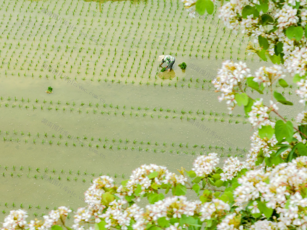 小满时节 关侯村 水稻秧苗