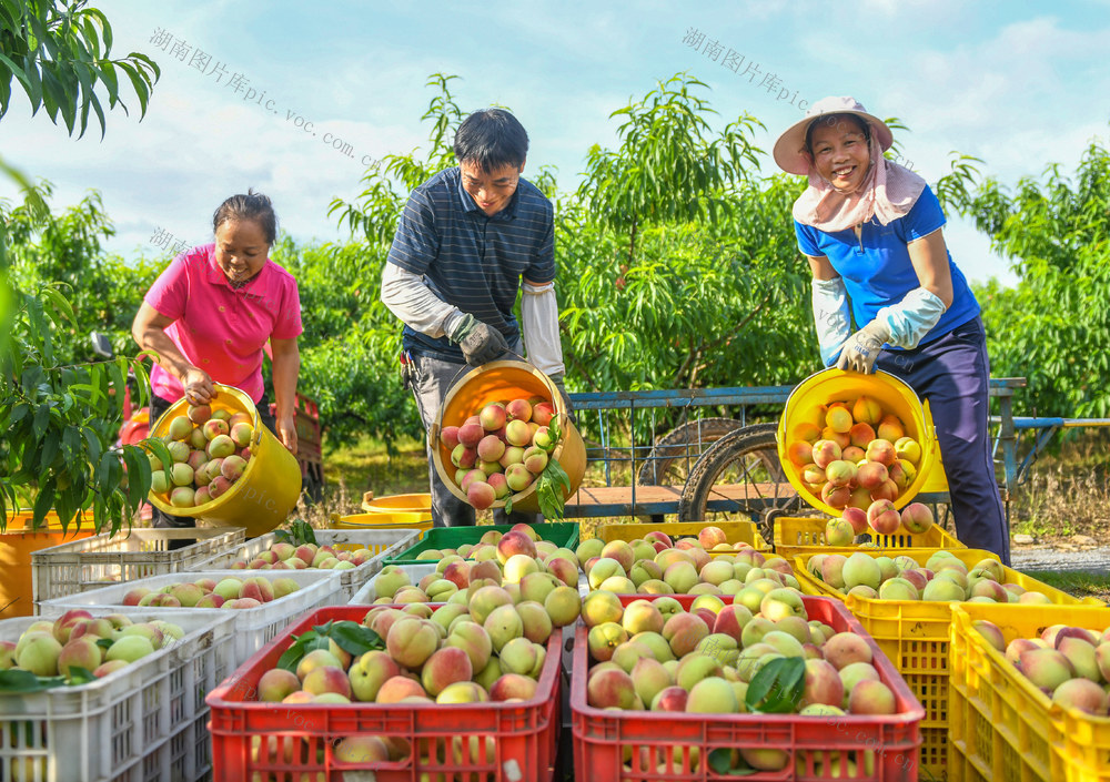 鲜桃上市促增收
道县
