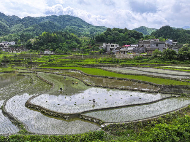 小满  农事  翻耕农田  管护农作物  起秧  插秧